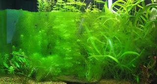 PENYEBAB MUNCULNYA ALGA AQUASCAPE