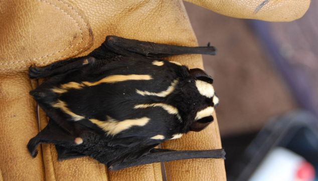 Kelelawar Langka Berwarna Seperti Panda Ditemukan di Sudan Selatan