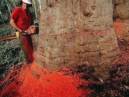 10 negara terboros menghabiskan sumber Daya Alam di dunia