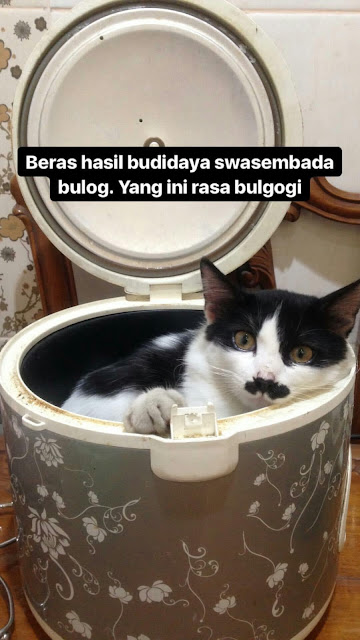 7 Foto nyeleneh jenis-jenis nasi kucing ini bikin ketawa gemes