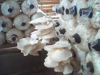 jamur-tiram-bisnis-rumahan-yang-menggiurkan