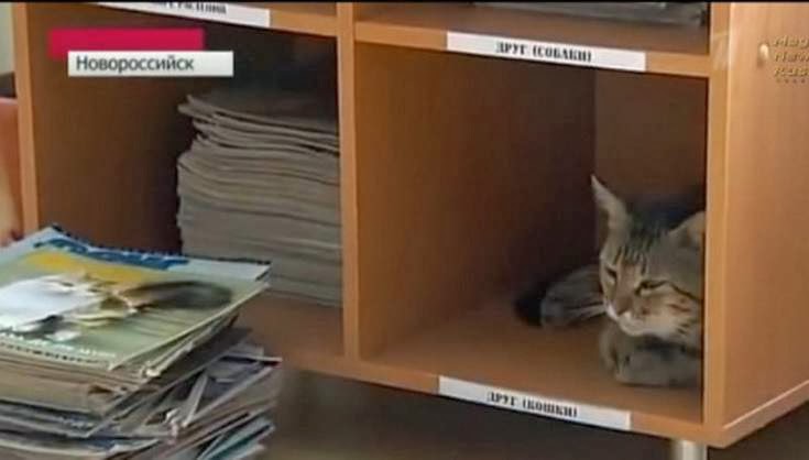 12 Kucing Dengan Profesi Istimewa