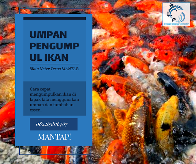 Bikin Neter Terus Ini Dia Umpan Pengumpul Ikan Mas MANTAPP!