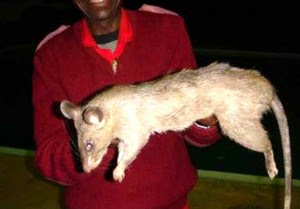 Dicurigai Babi Ngepet, Tikus Raksasa Gegerkan Warga Sangatta