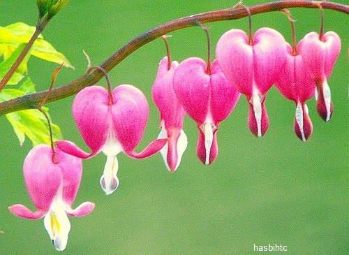 10 jenis bunga paling terindah di dunia