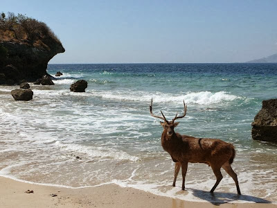 Wisata Pulau Menjangan, Keindahan Taman Bawah Laut di Bali Barat
