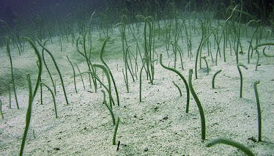 Wisata Pulau Menjangan, Keindahan Taman Bawah Laut di Bali Barat