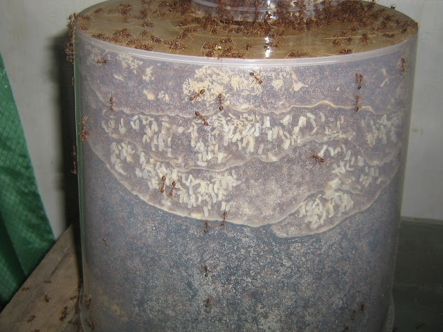8 Tips Sukses Beternak Kroto dimasa pandemi