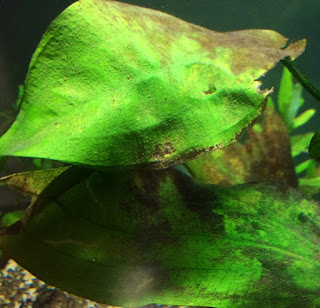PENYEBAB MUNCULNYA ALGA AQUASCAPE