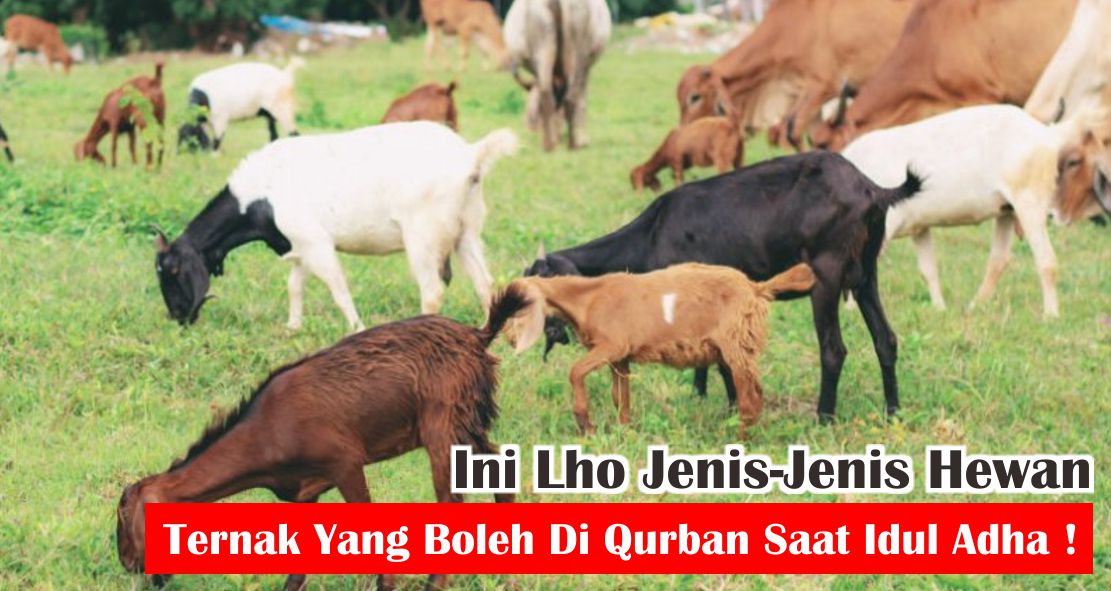 ini-dia-5-jenis-hewan-ternak-yang-bisa-di-qurban