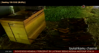 Ngeri Gan, Ada Kampung Petani Ganja di Mandailing Natal Banya Beceng pula!