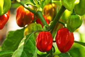 10 CABE TERPEDAS DI DUNIA