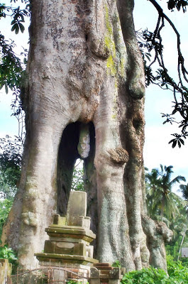 7 Pohon Paling Aneh Di Indonesia