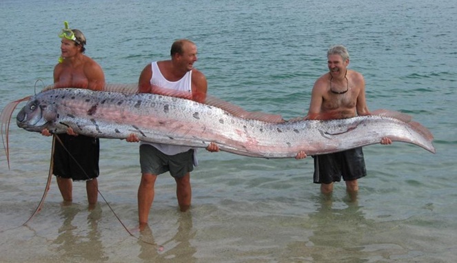 Disebut Ikan Pembawa Kabar Gempa, Ini 5 Fakta Tentang Oarfish
