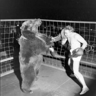 Olahraga Unik: Pertandingan Tinju Manusia VS. Beruang tahun 1949