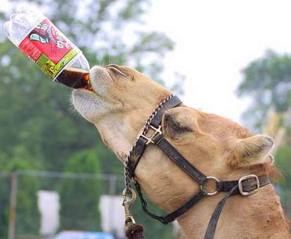 &#91;KOCAK&#93; Gambar-Gambar Konyol Coca Cola