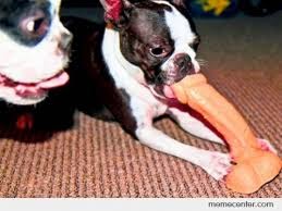 Unik Dan Lucu Gan !! Anjing Bermain Dengan Alat Bantu Sex