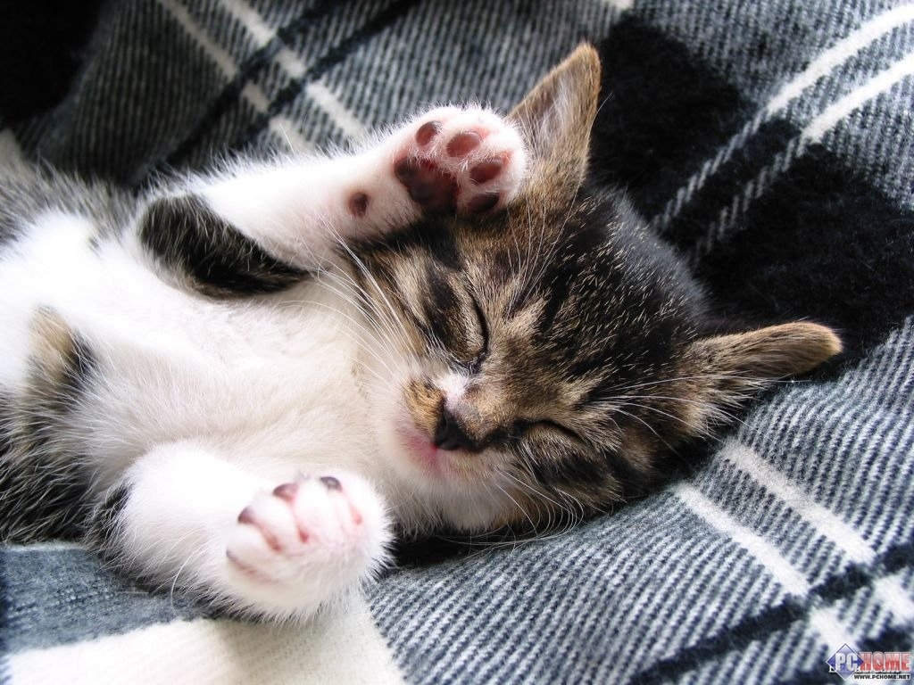 Kisah Menyentuh Tentang Kucing (cat lovers masuk)