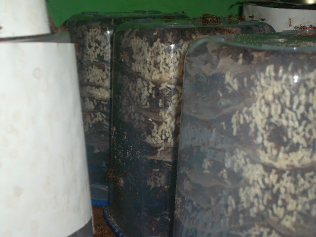 8 Tips Sukses Beternak Kroto dimasa pandemi
