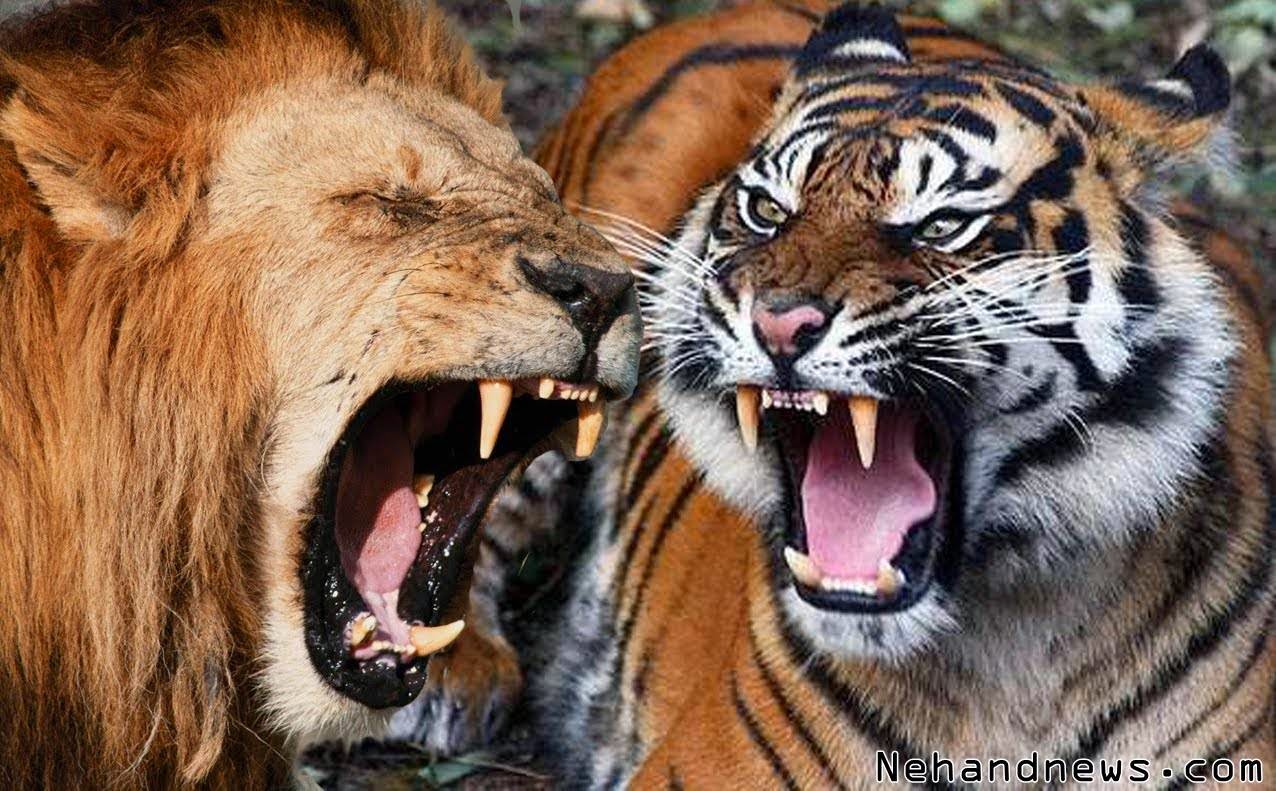 pertarungan-si-raja-hutan-singa-lawan-harimau-siapakah-yang-menang