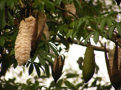 Buah karya Raja Surakarta untuk petani