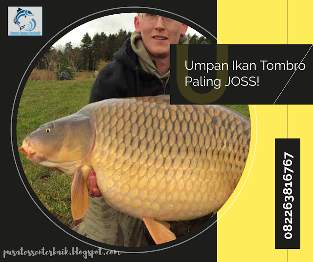 resep-rahasia-umpan-ikan-tombro-andalan-para-juara-joss