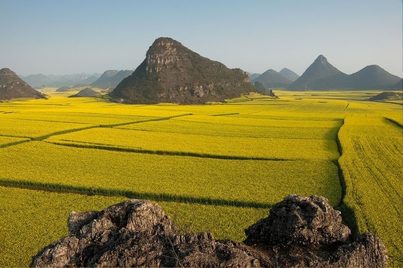 Lautan Kuning di Tengah Pedesaan China