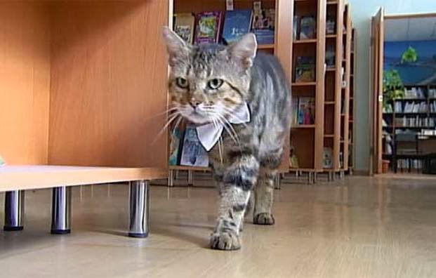 12 Kucing Dengan Profesi Istimewa