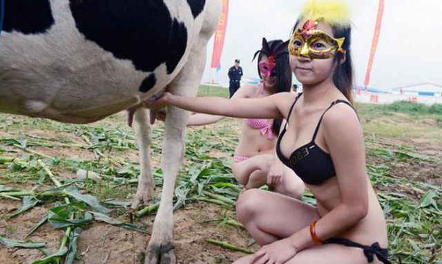 &#91;Politik Dagang Sapi&#93; Waspadai Sapi dari Purwakarta