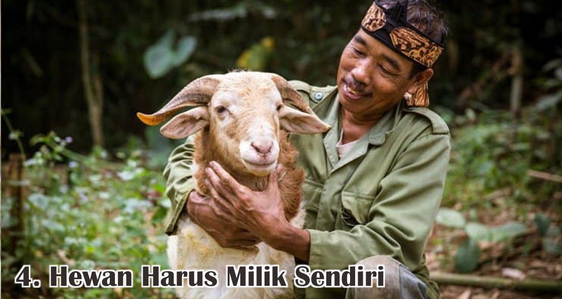  Ini Dia 5 Kriteria Hewan Qurban Yang Sah Untuk Disembelih ! 