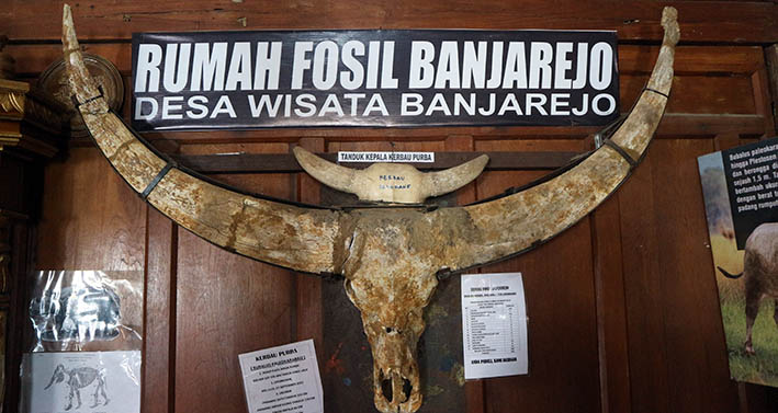 Berwisata Edukasi Di Rumah Fosil Desa Banjarejo Grobogan