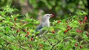 10 CABE TERPEDAS DI DUNIA