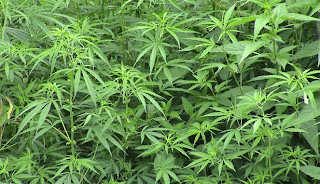 8 Alasan Warga Amerika Ingin Legalkan Ganja 