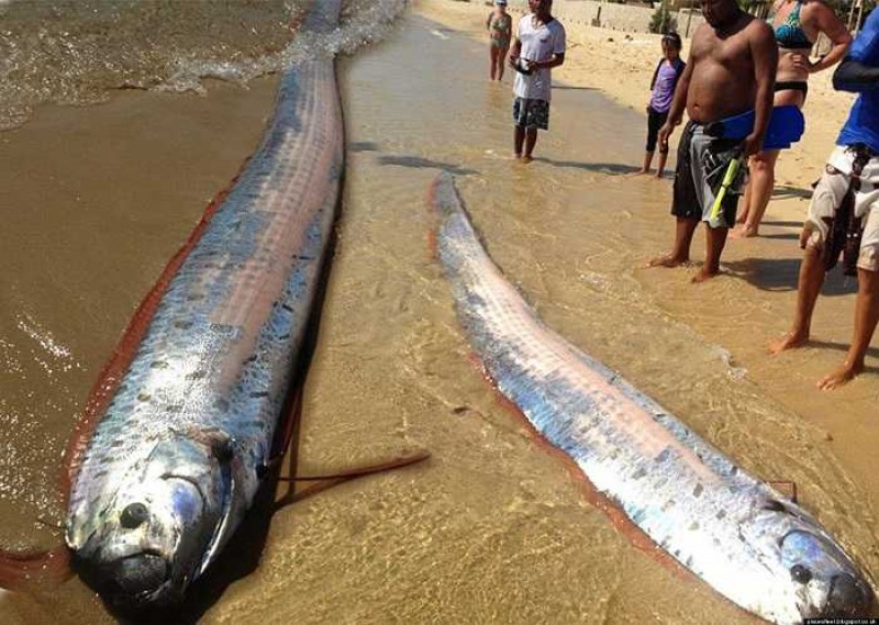 Disebut Ikan Pembawa Kabar Gempa, Ini 5 Fakta Tentang Oarfish