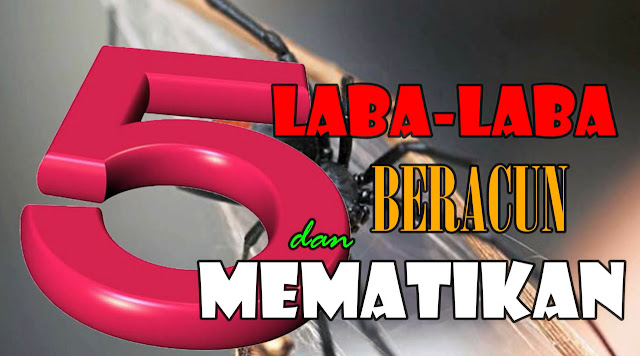 Lima Jenis Laba-laba Beracun dan Mematikan