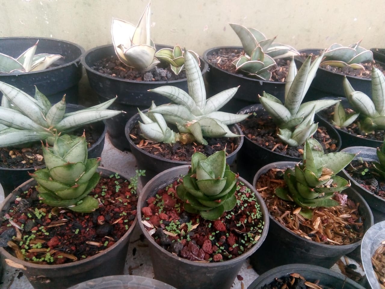 5 manfaat tebaik tanaman hias.