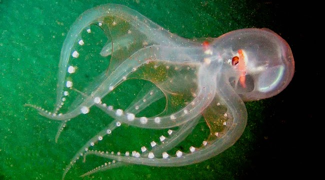 Fakta-Fakta MenarikTentang Gurita (Octopus)