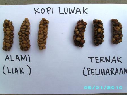 Kopi Luwak Liar Arabica 100% Asli Termurah di Indonesia(Jaminan Mutu)