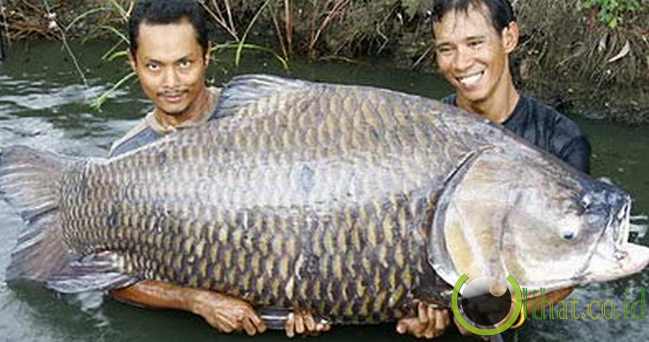 Ikan Raksasa Air Tawar yang sudah jarang Ditemukan