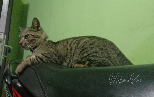 Jika Bukan Gara-Gara WFH, Ane Tidak Pernah Tahu Tingkah Kucing Ane