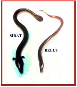 benih--ikan-ular--sidat-bisa-laku-rp-60-juta-kg-di-jepang