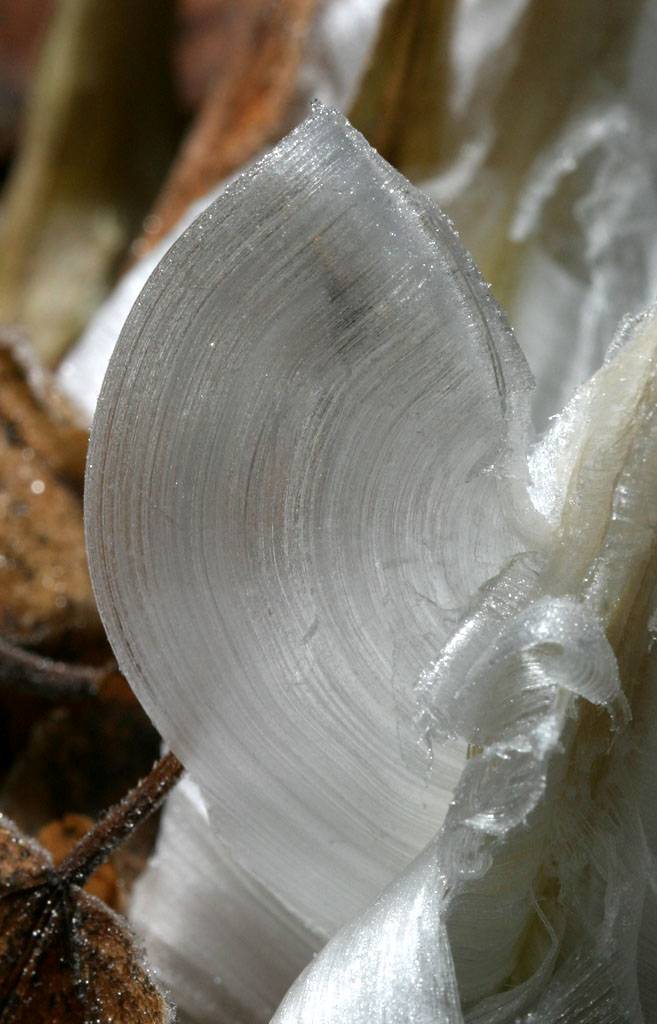 &#91;AMAZING&#93; Frost Flowers: Es Yang Berbentuk Seperti Bunga (++PIC)