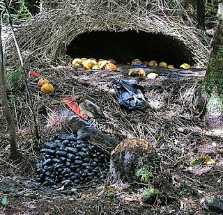 Burung Namdur, Disainer Sarang Terhebat