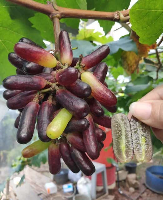 Varietas Anggur Moondrop atau Sweet Sapphire