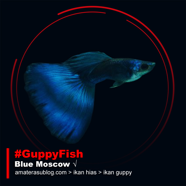 Jenis Jenis Ikan Guppy dan Gambarnya