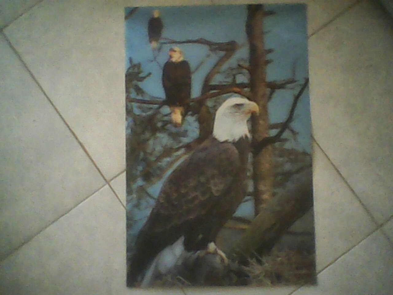 Terjual Poster 3 Dimensi Lukisan Burung Elang Kaskus