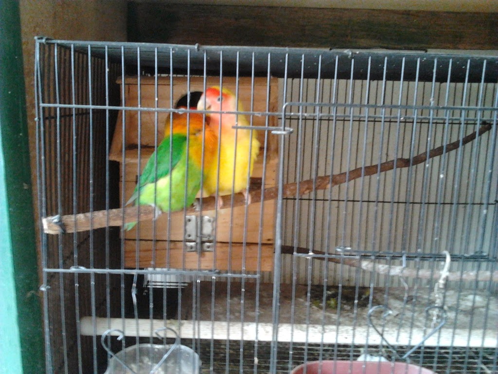 PENANGKARAN LOVE BIRD &amp; MURAI BATU MEDAN MACAM JENIS 