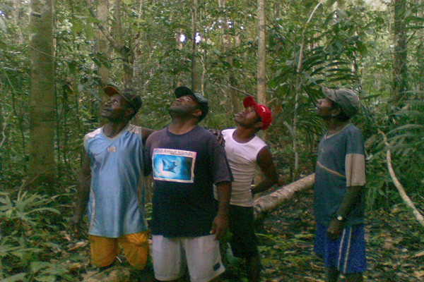 &#91;Surga Di Kampung Barawai&#93; bird of paradise Tanah Air Kita Indonesia :iloveindonesia