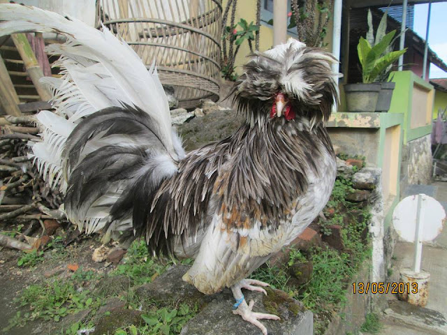 JUAL AYAM HIAS, KALKUN, POLAND, MUTIARA DLL