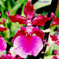 Cara Mudah Merawat Anggrek Oncidium